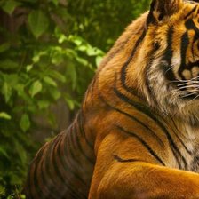 Схема вышивки «Тигр Часть 1»