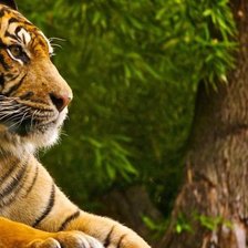 Схема вышивки «Тигр Часть 2»