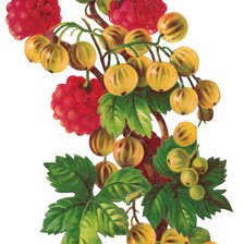 Схема вышивки «Малина и смородина»