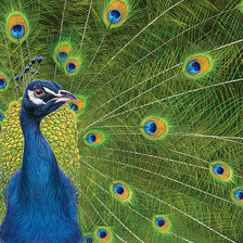 Схема вышивки «павлин»