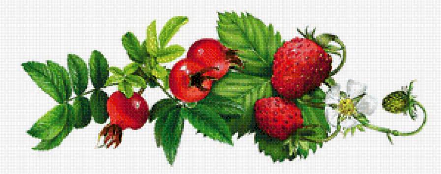 Шиповник и земляника - шиповник, на кухню, земляника - предпросмотр