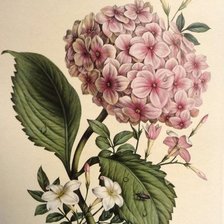 Схема вышивки «гортензия»