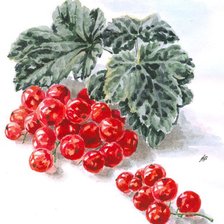 Схема вышивки «Красная смородина»