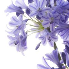 Схема вышивки «цветы»