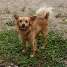 Схема вышивки «Фердинанд»