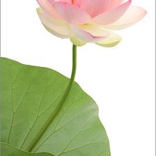 Схема вышивки «цветок»