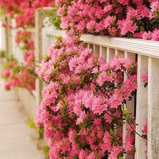 Схема вышивки «Азалия»