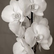 Схема вышивки «Монохром»