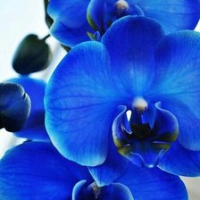 Схема вышивки «Орхидея»