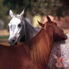 Схема вышивки «лошади»