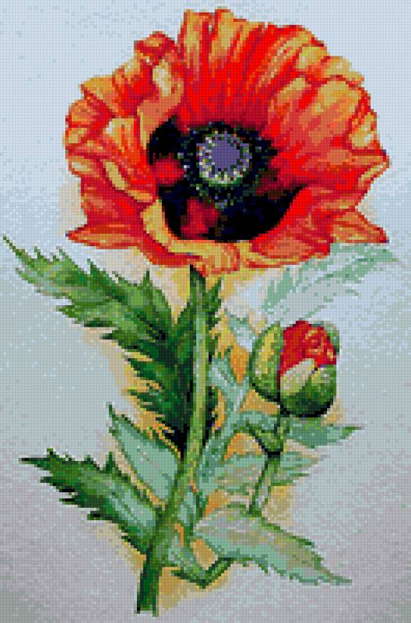 Мак - цветы - предпросмотр