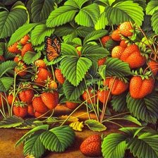 Схема вышивки «клубника и бабочка»