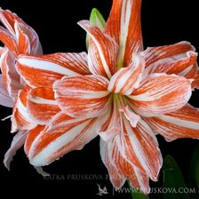 Схема вышивки «цветок»