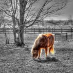 Схема вышивки «Рыжий конь»