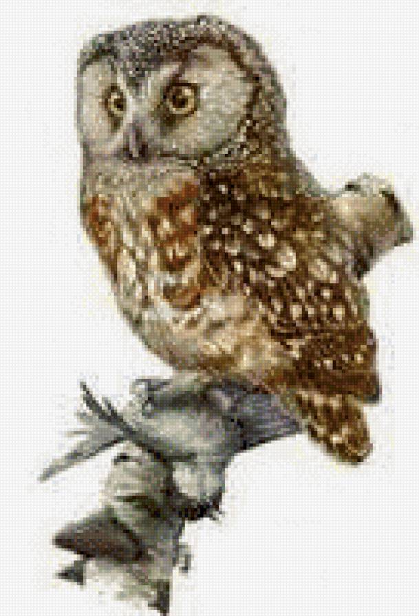 сова-охотник - птицы, сова - предпросмотр