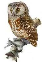 Схема вышивки «сова-охотник»