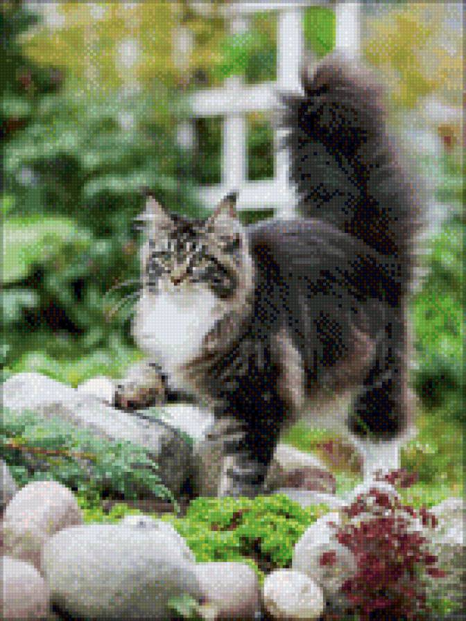 Кошка мейн-кун - мейн-кун, сад, кот, кошка - предпросмотр