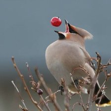 Схема вышивки «Свиристель»