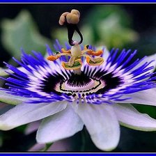 Схема вышивки «пасифлора»