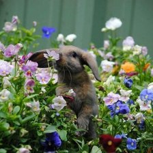 Схема вышивки «Кролик в цветах»