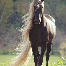 Схема вышивки «Американская верховая лошадь»