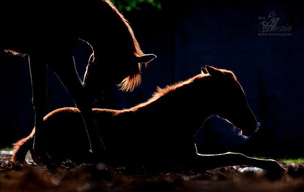 Спокойный вечер - лошадь, тень, свет, закат, вечер - оригинал