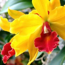 Схема вышивки «цветок»