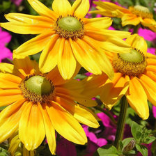 Схема вышивки «эхинацея»