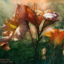 красивые цветы