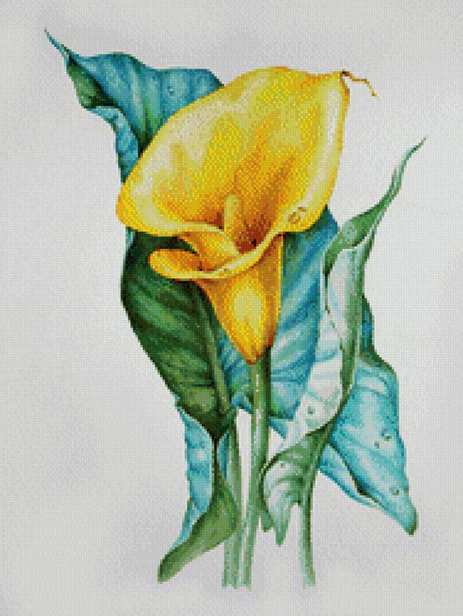 цветы - растения, цветы, домашние цветы - предпросмотр