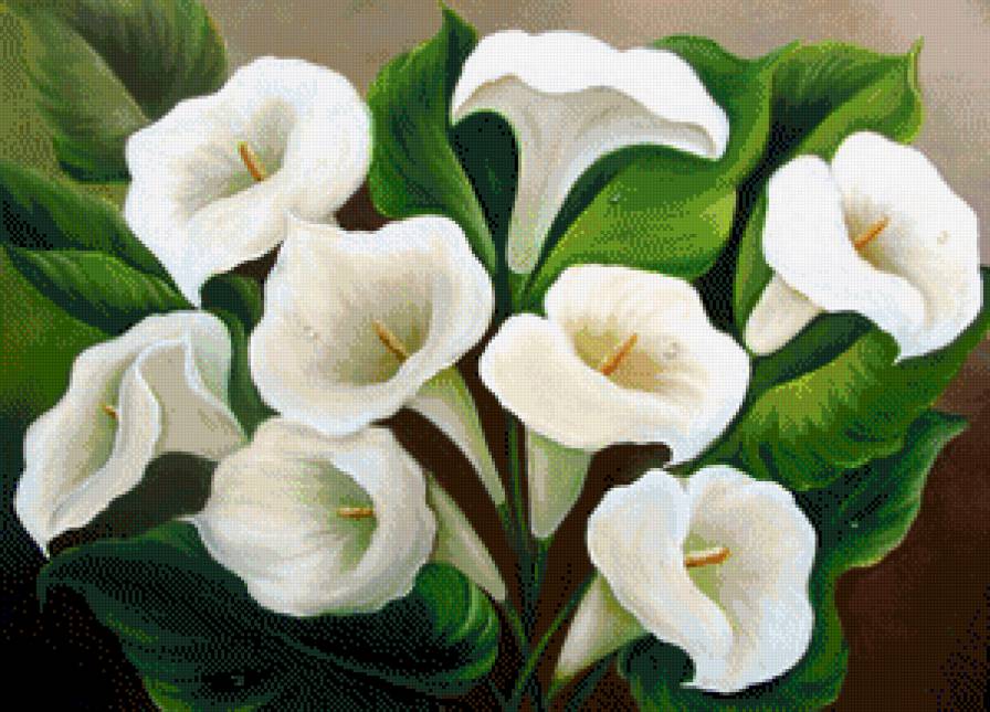 Каллы - букет, цветы, цветок - предпросмотр