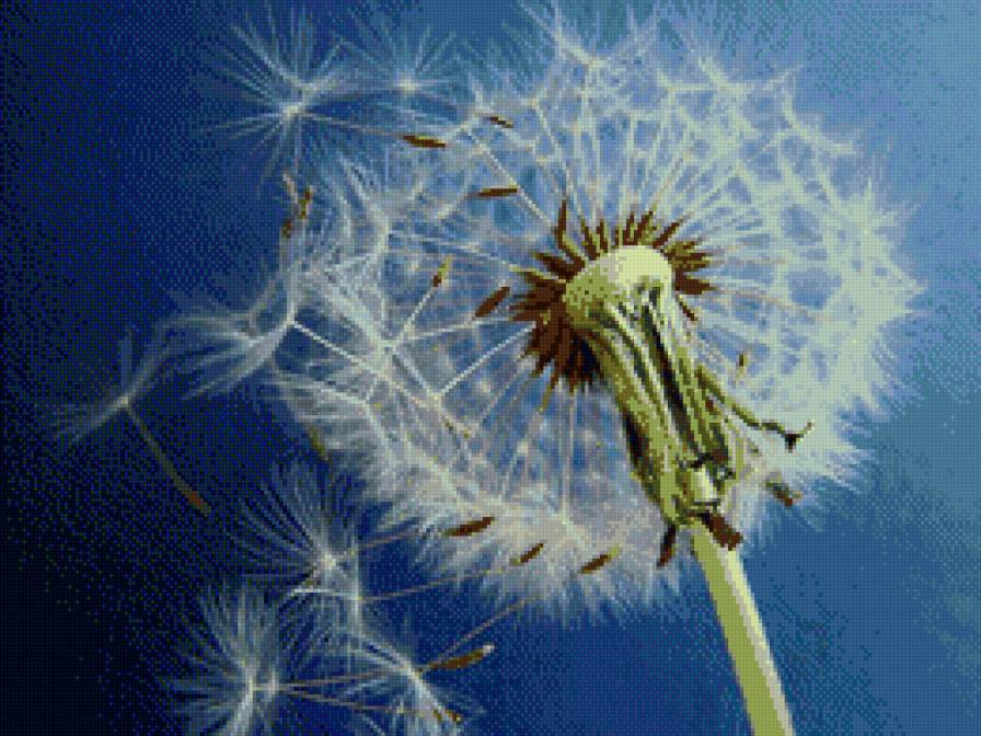 одуванчик - одуванчик, цветы - предпросмотр