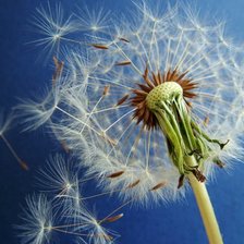 Схема вышивки «одуванчик»