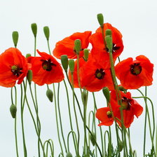 Схема вышивки «маки»