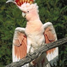 Схема вышивки «попугай»