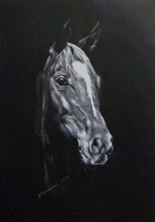 Тень - животные, лошали, кони - предпросмотр