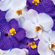 Схема вышивки «орхидеи»