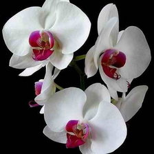 Схема вышивки «орхидеи»