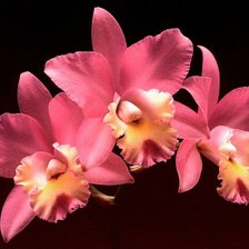 Схема вышивки «орхидеи»