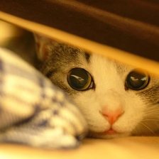 Схема вышивки «№702352»