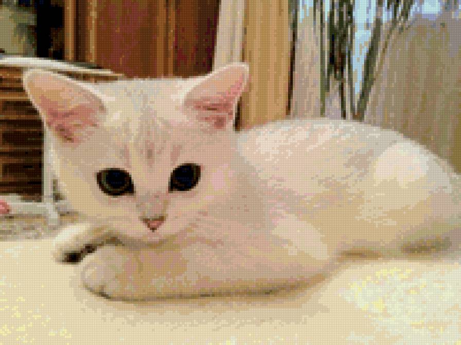 №702364 - животные, котенок, кошки, звери - предпросмотр