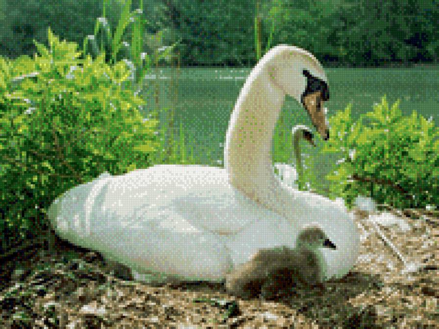 Лебединая семья - лебеди - предпросмотр