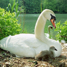 Лебединая семья