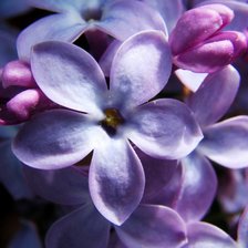 Схема вышивки «сирень2»