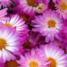 Схема вышивки «Герберы»