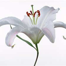 Схема вышивки «Лилия»