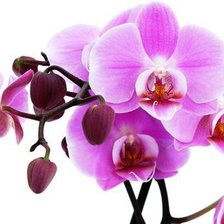 Схема вышивки «Орхидеи»