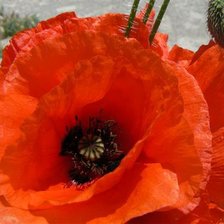 Схема вышивки «Маки»