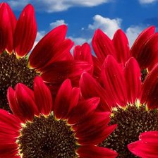 Схема вышивки «цветы»