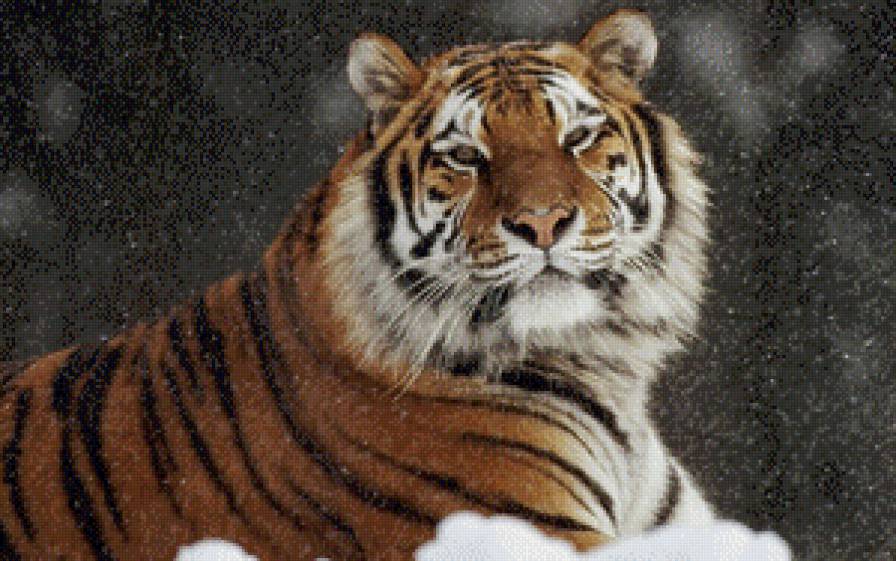 тигр - тигр, кошка, дикие животные - предпросмотр